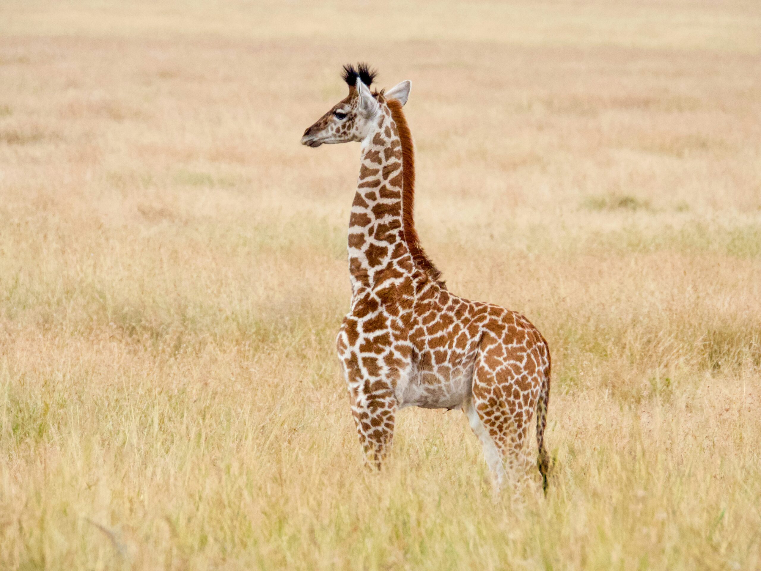 A giraffe on the Serengeti.