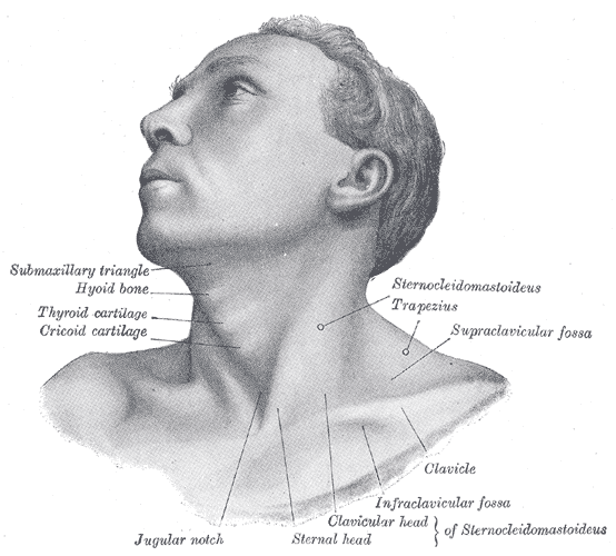Illustraion of neck muscles from Gray's Anatomy.