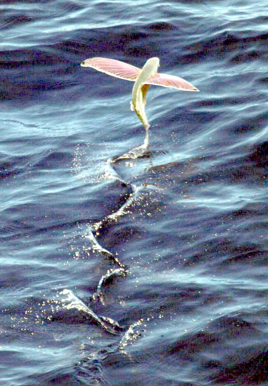Pink winged flying fish taking off. Flying fish know the difference between water and not water.