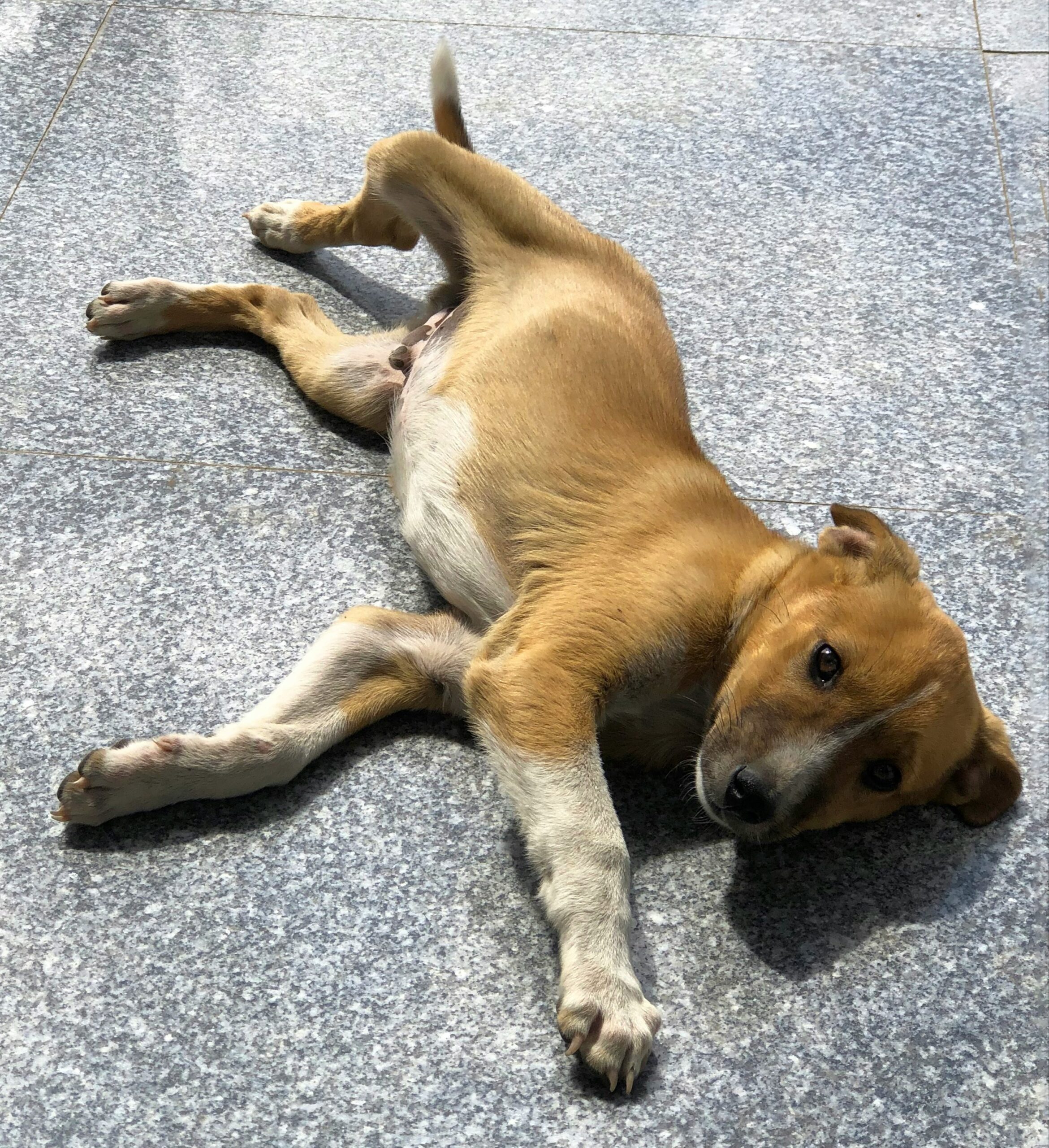 A very relaxed puppy lying on the floor.